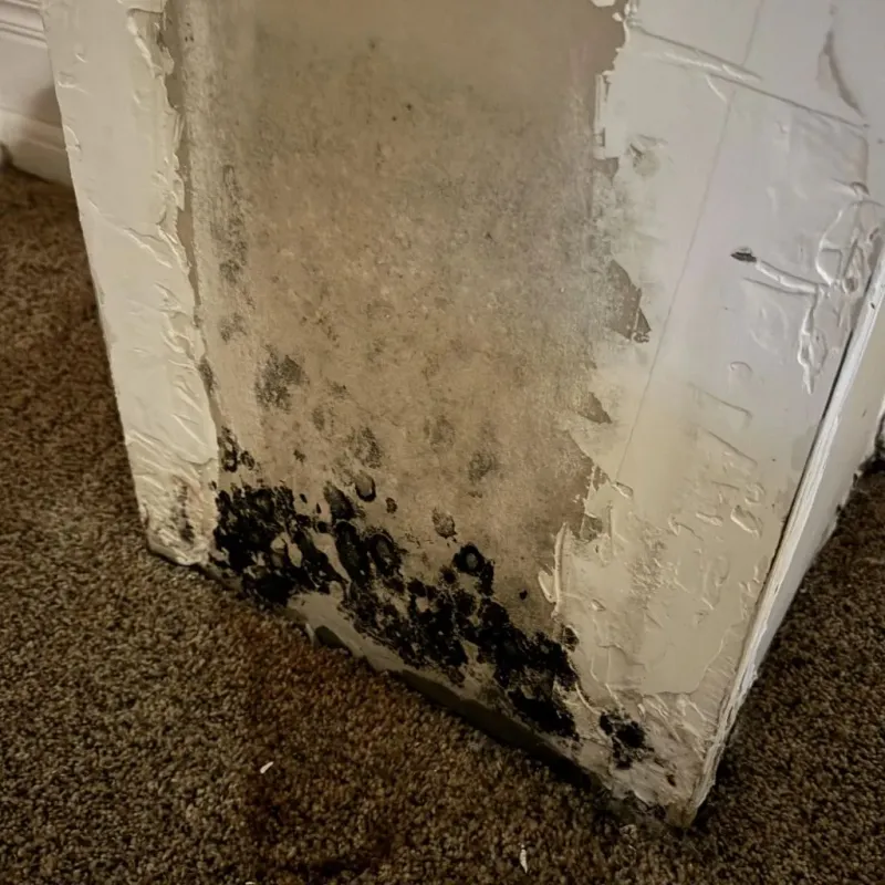 Professional Mold Removal in Monterey, CA
